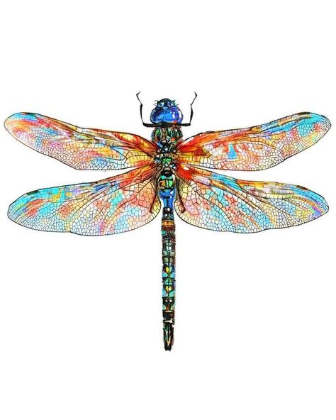 Dragonfly Art Painting, Watercolor Dragonfly Tattoo, Dragonfly Watercolor, Dragonfly Illustration, Dragonfly Artwork, Dragonfly Drawing, Stained Glass Dragonfly, Dragonfly Photos, Dragonfly Painting