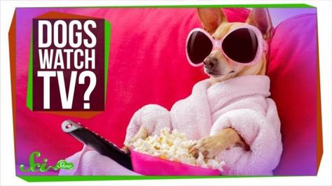 What Do Dogs See When They Watch TV? Funny Dog Names, Eating Popcorn, Watch Dogs, Can Dogs Eat, Cute Funny Dogs, Dog Eating, Dog Stickers, Morning Wishes, Losing A Pet