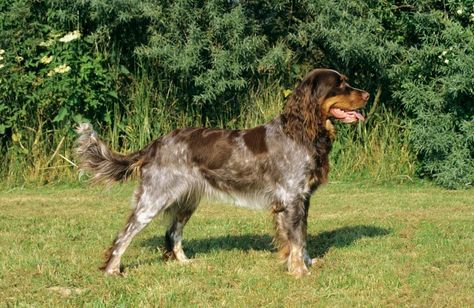 Picardy Spaniel, Family Blessings, Spaniel Breeds, Disabled Dog, Stud Dog, Spaniel Puppies, Water Dog, Mixed Breed Dogs, Older Dogs