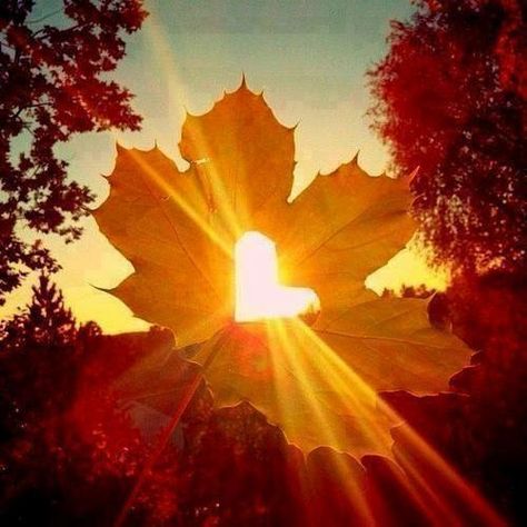 Leaf with a heart in the middle Heart In Nature, Hello October, Have Inspiration, Foto Tips, Fall Pictures, Autumn Aesthetic, Fall Photos, Autumn Photography, Hello Autumn