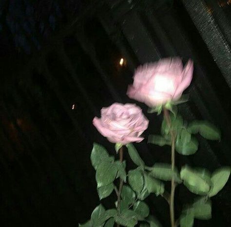 Aesthetic Blur, Soft Boy Aesthetic, Two Roses, Soft Grunge Aesthetic, Aesthetic Roses, Soft Boy, Soft Grunge, Grunge Aesthetic, Pink And Black