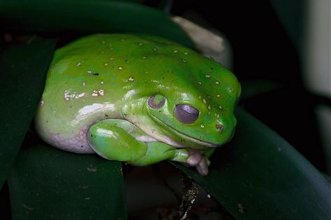 sleeping fr0g | Sleeping Frog | Flickr - Photo Sharing! Frog Sleeping, Sleeping Animals, Geek Squad, Toad, Frogs, Drake, Bugs, Insects, Photo Sharing