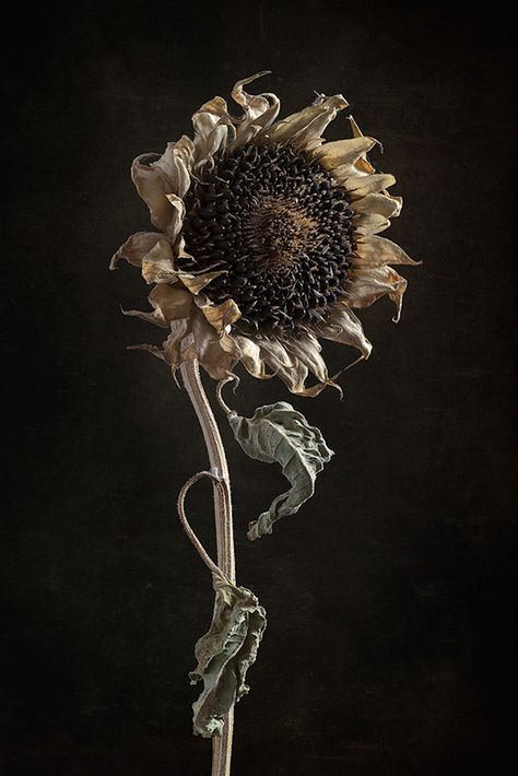 Decay Art, Dried Sunflowers, Wilted Flowers, Sunflower Photography, Growth And Decay, Sunflowers And Daisies, Walnut Ink, Wabi Sabi Art, Flower Sleeve