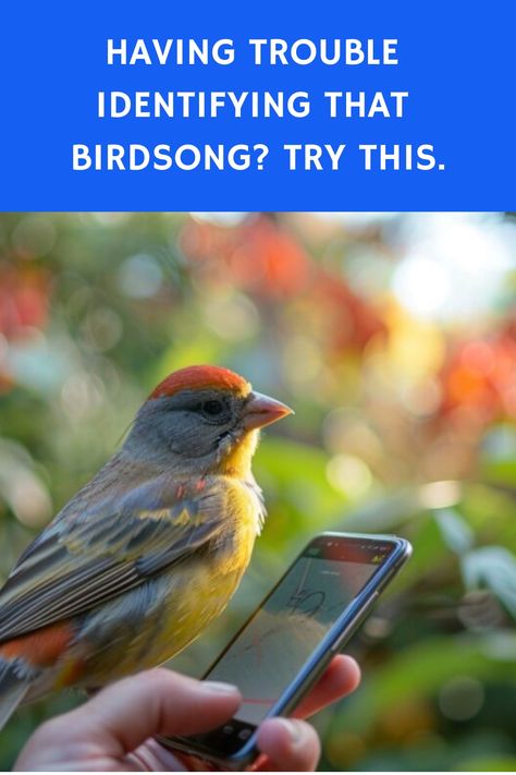 One of the most rewarding (and difficult!) parts of being a birder is identifying birdsong. When some bird species can have hundreds of songs all on their own, it’s okay to ask for help! Technology Birds Infographics, Moking Bird Song, Identify Bird Calls, Merlin Bird, Bird Sounds, Bird Study, Bird App, Funny Bird Memes Hilarious, Bird Identification