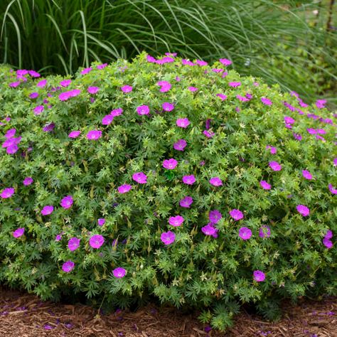 Plants For Shady Areas, Purple Perennials, Geranium Sanguineum, Geraniums Garden, Geranium Macrorrhizum, Planting Schemes, Pink Perennials, Red Granite, Cranesbill Geranium