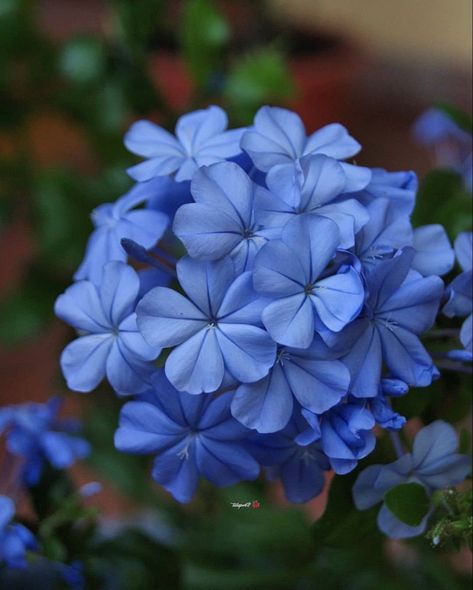 Blue Jasmine Flower, Aura Widgets, Blue Jasmine, Strange Flowers, Blue Aura, Jasmine Flower, Wallpaper Nature Flowers, Wallpaper Nature, Nature Flowers