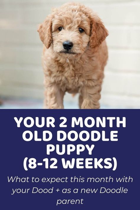 Your 2 Month Old Doodle Puppy (8-12 weeks) - Doodle Doods Goldendoodle Training, Aussie Doodle Puppy, Double Doodle Puppies, Puppy Doodle, Puppy Schedule, Best Puppy Food, Sheepadoodle Puppy, Puppy Socialization, Puppy Stages