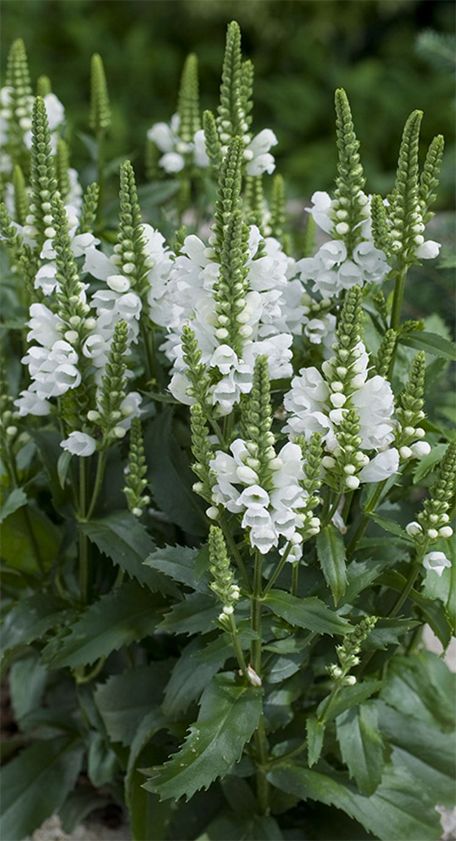 Physostegia Virginiana, Obedient Plant, White Flowers Garden, White Plants, Moon Garden, White Garden, White Gardens, Flowers Perennials, Garden Cottage