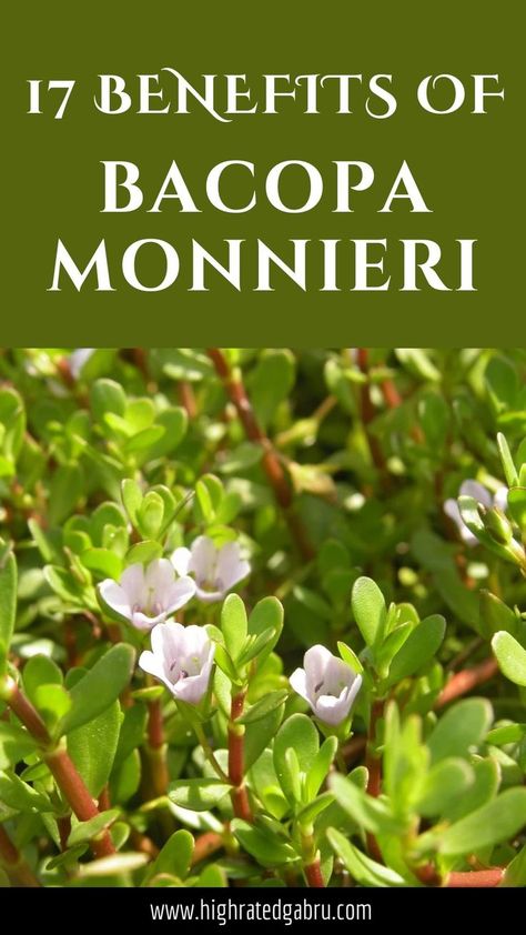 Bacopa Monnieri Benefits Bacopa Monnieri Benefits, Brahmi Benefits, Bacopa Benefits, Bacopa Monnieri, Sound Mind, Health Is Wealth, Diet Supplements, Food Nutrition, Healthy Eating Habits