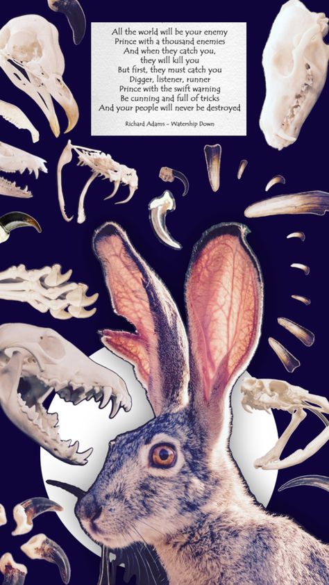 A collage with the central picture being a hare with a torn ear. It is surrounded by bones: a coyote, bird and snakes skulls, claws and fangs. Above everything is a rectangle reading “All the world will be your enemy. Prince with a thousand enemies. And when they catch you, they will kill you. But first, they must catch you. Digger, listener, runner. Princess with the swift warning. Be cunning and full of tricks and your people will never be destroyed. Richard Adams - Watership Down.” Hare Drawing, Halloween Tattoo Flash, Watership Down, Twilight Fans, Grey Dog, Halloween Tattoos, Flash Tattoo, Dark Aesthetic, Aesthetic Wallpapers