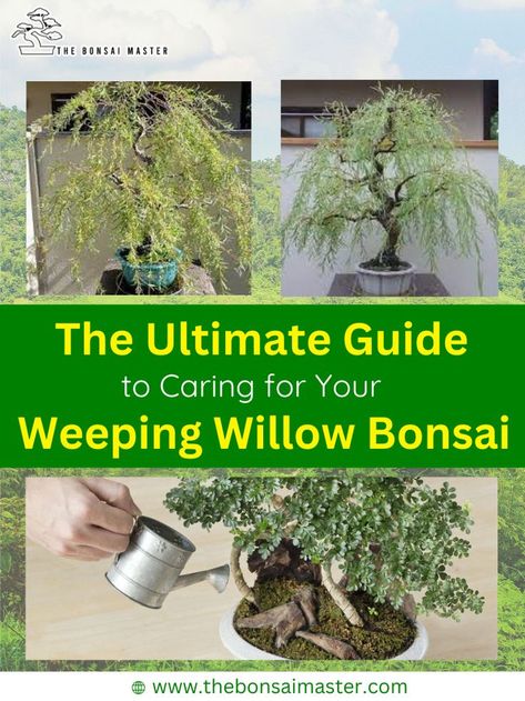 ultimate guide, bonsai tree care, care weeping willow bonsai, bonsai tree Willow Bonsai Tree, Weeping Bonsai, Weeping Willow Bonsai, Willow Bonsai, Trees In Pots, Bonsai Making, Arizona Garden, Arizona Gardening, Bonsai Tree Care