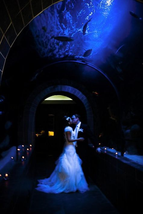 Oh my goodness beauty - Tabitha and Sheppard Strong's wedding photo at an aquarium Shark Wedding Theme, Aquarium Proposal, Aquatic Wedding, Aquarium Wedding Reception, Shark Wedding, Tampa Aquarium, Penguin Wedding, Aquarium Wedding, Wedding Bible