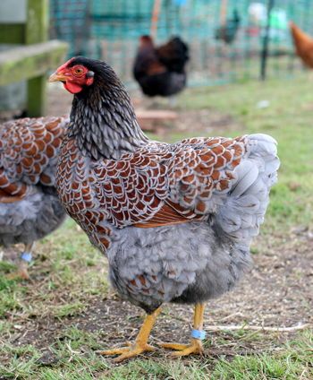 Blue Laced Red Wyandotte, Wyandotte Chicken, Types Of Chickens, Fancy Chickens, Chicken Life, Backyard Chicken Farming, Beautiful Chickens, Backyard Flocks, Raising Backyard Chickens