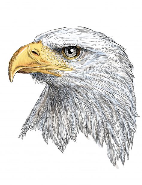 Hands Drawing Easy, Eagle Drawing Easy, Leaves Drawing, Hands Drawing, Eagle Drawing, Eagle Painting, Pencil Drawings Of Animals, Eagle Pictures, Draw And Paint