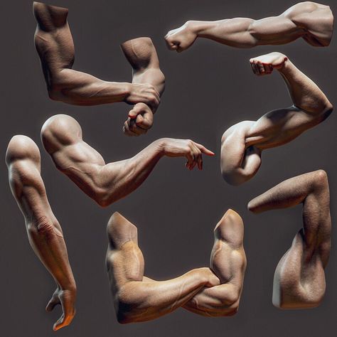 ArtStation - Male Arm sculpts Muscles Of The Arm, Practice Anatomy, Arm Anatomy, 남성 근육, Hand Anatomy, Body References, Anatomy Sculpture, Human Anatomy Drawing, Art Help