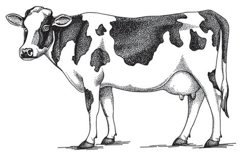 Vector illustration for Loblaw Companies Ltd. on Behance Baby Cow Drawing, Easy Cow Drawing, Bull Drawing, Cow Tattoo, Cow Illustration, Cow Drawing, Jersey Cow, Jellyfish Art, Drawing Vector