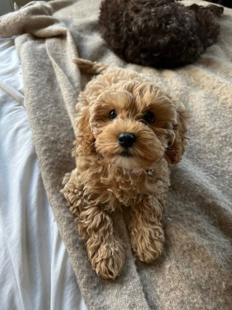 Cockadoodle Puppy, Poochon Dog, Big Dogs Breeds, Biggest Dog In The World, Cockapoo Puppy, Biggest Dog, Teddy Bear Dog, Cute Dogs Images, Very Cute Puppies