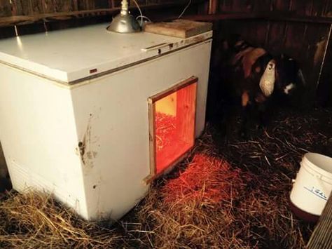 Old Freezer For Kids...... Goats For Milk, Chicken Hut, Freezer Ideas, Goat Breeds, Livestock Barn, Goat Shelter, Goat Pen, Female Goat, Goat House