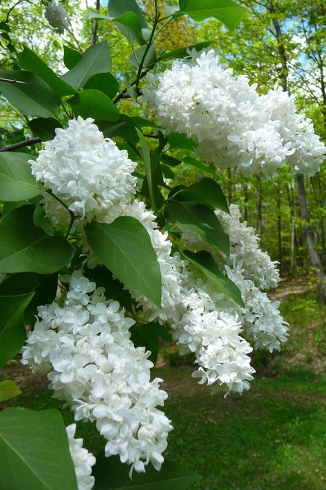 White lilacs White Lilacs, Perennial Garden Design, Green Houses, Small Backyard Gardens, Garden Shrubs, Moon Garden, Mediterranean Garden, Beautiful Backyards, Deck Garden