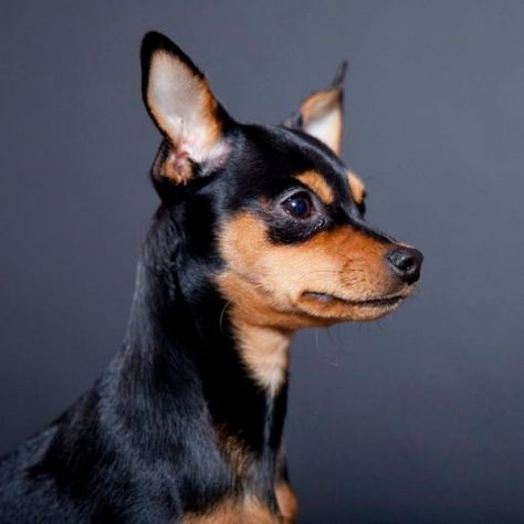 The Min Chin : 15 Chihuahua Mixed Breeds: Pint-Sized Cuties to Cuddle With! Miniature Doberman, Miniature Pinscher Puppy, Miniature Pinscher Mix, Regard Animal, Miniature Pinscher Dog, Mini Pinscher, Min Pins, Designer Dogs, Min Pin