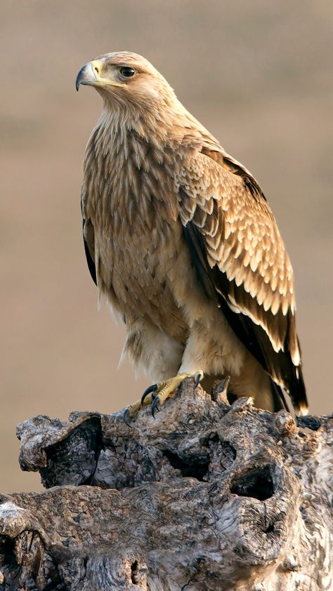 Spanish Imperial Eagle Spanish Imperial Eagle, Tawny Eagle, Eagle Hunting, Imperial Eagle, Small Mammals, What Is A Bird, Common Birds, Iberian Peninsula, National Animal