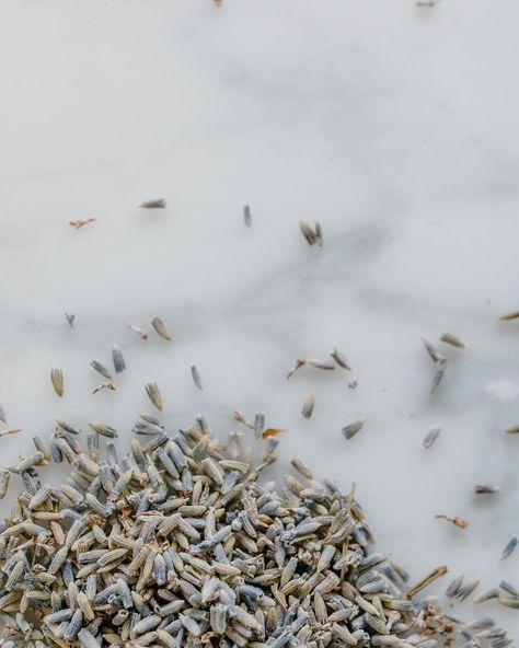 Lavandula Augustifolia It’s the star ingredient in the Mountain soap, pure Lavender - from the essential oil used in the blend with sweet fennel & patchouli oils, to the whole lavender buds stirred through the raw soap mix just before pouring. Gently cleansing, 100% relaxing & uplifting, with antimicrobial, antifungal & antiseptic properties. Bees love it, we love it, to me this is one of the most important plants I know of #lavendersoap #lavendersoapbar #naturalsoapmaking #bohemiaandflowe... Mountain Soap, Cold Process Soapmaking, Lavender Soap Bar, Patchouli Scent, Dried Lavender Flowers, Patchouli Oil, Lavender Soap, Lavender Buds, Vegan Soap