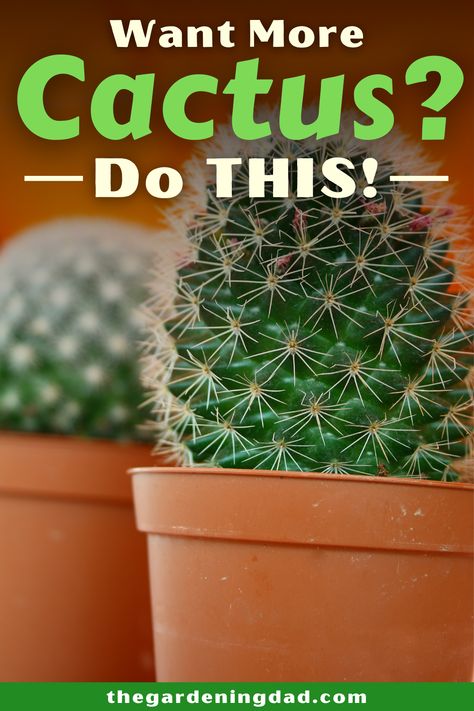 Cactus Garden Outdoor Pots, Cactus Pots Ideas, Growing Cactus From Seed, Cactus Indoors, Cactus Identification, Cactus Garden Design, Types Of Cactus Plants, Mini Cactus Garden, Indoor Cactus Plants