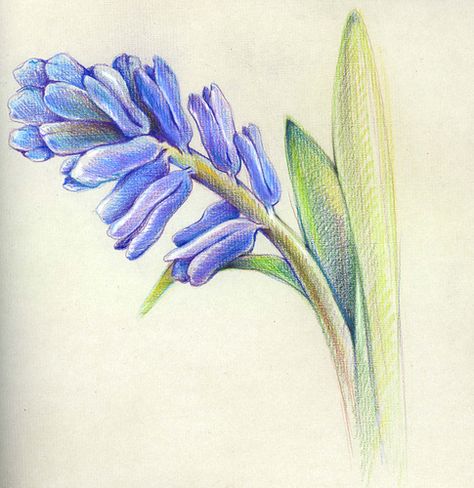 Drawing Botanicals, Hyacinth Garden, Vintage Doodles, Sketch Rose, Painterly Flowers, Rose Line Art, Rose Sketch, Colour Pencil, Watercolor Projects