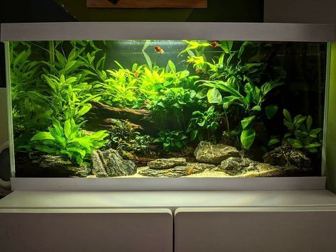 55 Gallon Aquascape Ideas, Freshwater Aquascape, 20 Gallon Aquascape, 75 Gallon Aquarium Ideas, 20 Gallon Long Aquarium Ideas, Large Aquascape Aquarium, Aquascape 20 Gallon, Crayfish Tank, Vase Aquarium