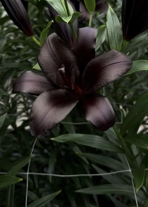 Plant Aesthetic Dark, Dark Green And Black Aesthetic, Dark Lilies, Dark Flower Aesthetic, Black Orchid Flower, Creepy Flowers, Dark Dahlia, Dark Green Flowers, Goth Flowers