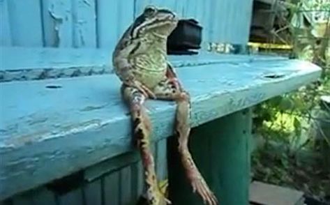 Sittin on the dock of the bay. Whatcha Doin, Frog Sitting, Frog Pictures, Simple Joys, Funny Frogs, Frog Art, Animal Crackers, A Frog, Frog And Toad