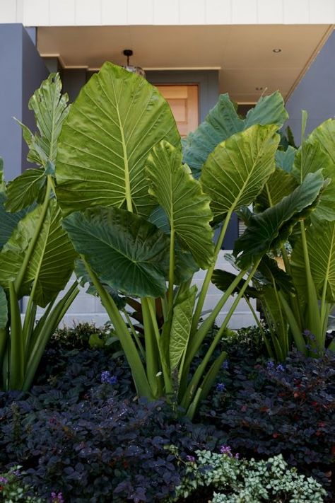 Elephant Ears Garden, Garden Landscaping Diy, Backyard Seating Area, Tropical Garden Design, Modern Backyard Landscaping, Tropical Gardens, Elephant Ears, Garden Living, Garden Landscape Design