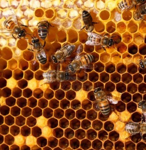 "Such simple instincts as bees making a beehive could be sufficient to overthrow my whole theory." - Charles Darwin Creation Science, Modern Farmer, I Love Bees, Honey Benefits, Bee Art, Food Facts, Busy Bee, Bees Knees, Patterns In Nature