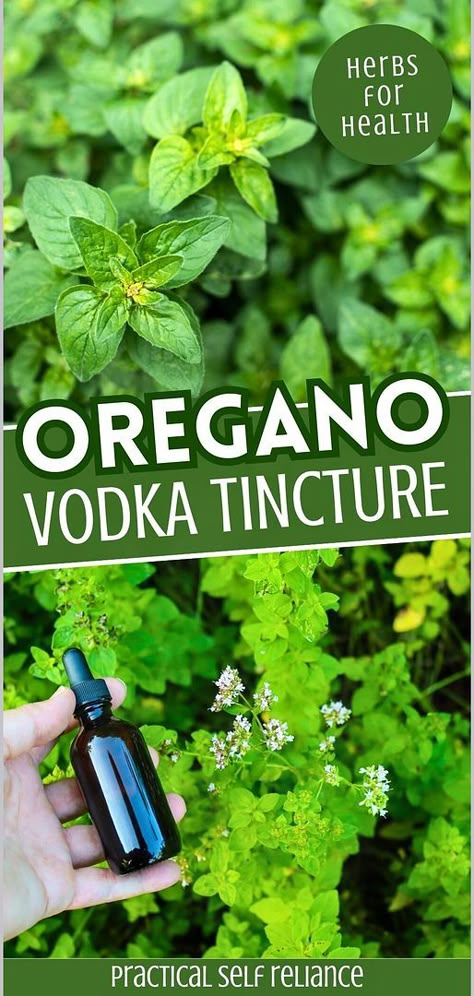 Merge the ancient wisdom of herbal medicine with the practicality of homemade remedies by creating an oregano vodka tincture. This recipe not only highlights the antifungal and antibacterial properties of oregano but also its ability to reduce inflammation and support immune health, making it a versatile addition to your home pharmacy. Find more self-sufficient living tips, natural herbs medicine, and homestead survival techniques at practicalselfreliance.com How To Make Oregano Tincture, Garlic Tincture Recipe, Rosemary Tincture Recipe, Vodka Tincture, Oregano Tincture, Herbal Living, Home Pharmacy, Respiratory Disorders, Herbs Medicine