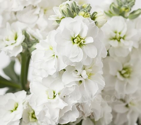 Matthiola Incana, Peony Root, Flower Identification, Fragrant Garden, Amaryllis Bulbs, Fall Bulbs, Seed Starter, Cottage Gardens, May Weddings