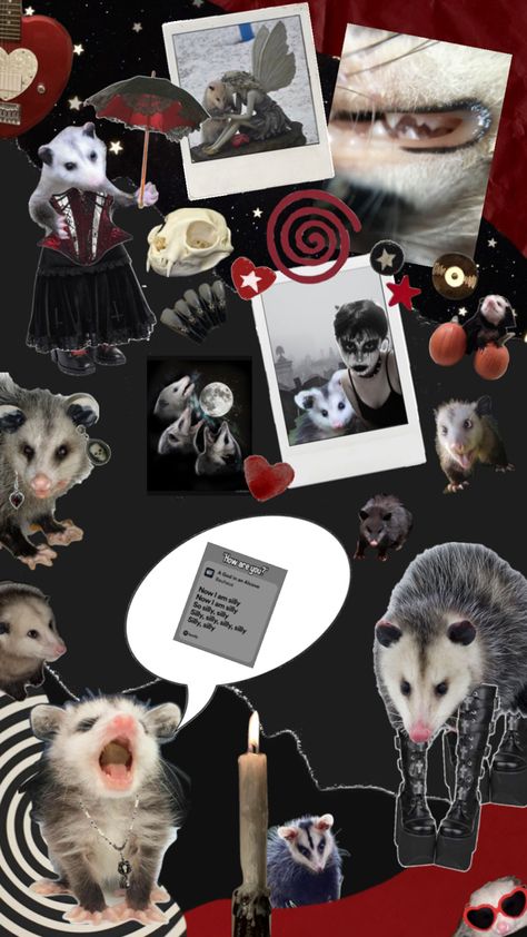 Opossum Background, Possum Wallpaper Iphone, Skunk Wallpaper, Opossum Wallpaper, Possum Wallpaper, Trash Pandas, Spirit Animals, Trash Panda, Dark Icon