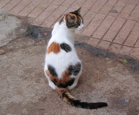 Calico cats in Morocco Different Types Of Cats, Gray Tabby, Street Cats, Calico Cats, Types Of Cats, Kitty Pictures, Cat Baby, Baby Cat, Calico Cat