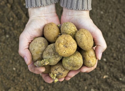 Back in the day, there were no certified seed spuds, so how did folks go about saving seed potatoes and what conditions are best for seed potato storage? Read this article for answers to these questions and learn if you can save your own seed potatoes. Saving Seeds From Vegetables, Seed Saving Storage, Garding Ideas, Planting Seed Potatoes, Seed Potatoes, Potato Gardening, Dream Ranch, Saving Seeds, Conservatory Ideas