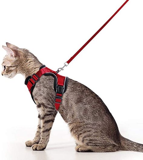 Cats Harness, Cat Collar Pattern, Best Cat Harness, Cat Collar Necklace, Kitten Harness, Cat Harness And Leash, Collar Ideas, Small Dog Harness, Soft Vest