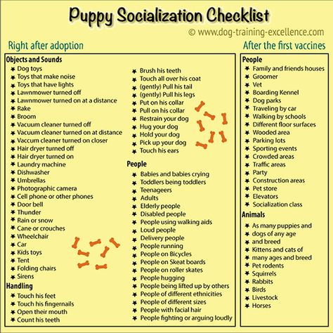 Puppy clicker training socialization is one of the most important things you should do with your new best friend. Learn the proper way to raise a confident and loving dog. Puppy Ideas, Puppy Socialization, Puppy Time, Puppies Tips, Positive Dog Training, Easiest Dogs To Train, Basic Dog Training, Bird Dog, Animal Training