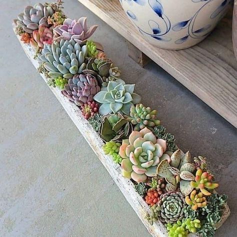 Succulent Garden Design, نباتات منزلية, Potted Plants Outdoor, Succulent Landscaping, Succulent Centerpieces, Succulent Garden Diy, Succulents Decor, Succulent Gardening, Succulents Indoor