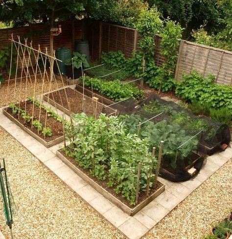 Vegetable Garden Design Ideas, Urban Garden Design, Garden Layout Vegetable, Plants Growing, Backyard Vegetable Gardens, Garden Design Layout, Garden Design Ideas, Have Inspiration, Creative Gardening