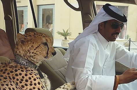 People with too much money. I do however like number 26:  35 Things You See Every Day In Dubai Tax Refund, Tax Return, Bones Funny, Big Cats, In Dubai, Lamborghini, I Laughed, Dubai, Funny Gif