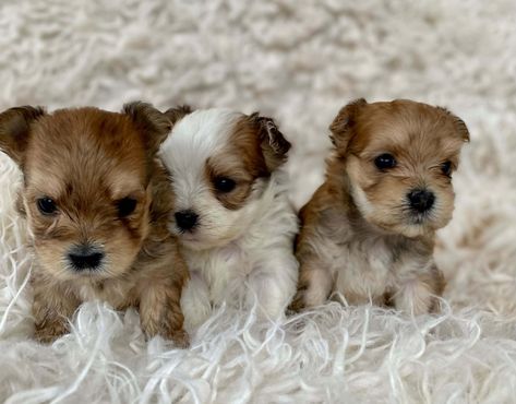 Morkie Babies Teacup Morkie Puppies, Teacup Morkie, Morkie Puppy, Morkie Puppies For Sale, Morkie Puppies, Akita Puppies, American Akita, Mini Poodles, Goldendoodle Puppy