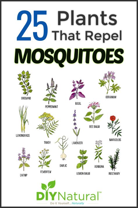 We have no screens around our porch so we use mosquito repelling plants to keep those pesky insects away. Here is a list of 25 plants that repel mosquitoes! Mosquito Repellent Plants, Plants That Repel Mosquitoes, Repel Mosquitos, Mosquito Repelling, Mosquito Plants, Repellent Plants, Natural Mosquito Repellant, Mosquito Repelling Plants, Have Inspiration