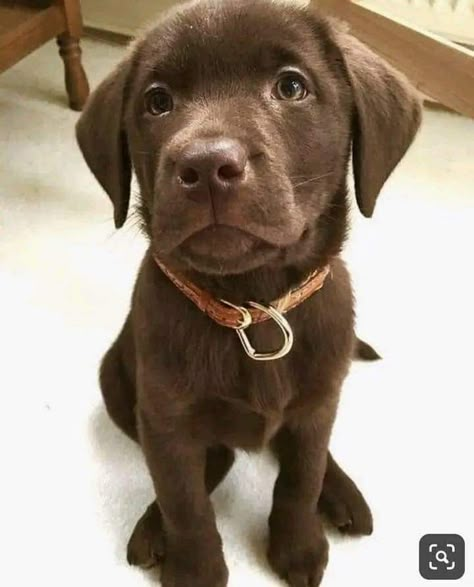 Brown Lab Puppies, Chocolate Golden Retriever, Chocolate Brown Labrador, Chocolate Labrador Retriever Puppies, Brown Labrador Puppy, Brown Labrador Retriever, Chocolate Labrador Puppy, Labrador Retriever Chocolate, Brown Lab