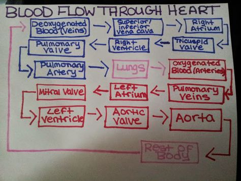 Blood Flow Through the Heart  ~ Nursing, Phlebotomy Flow Of The Heart, Blood Flow Through The Heart, Phlebotomy Study, Heart Nursing, Emt Study, Heart Flow, Memory Notebook, Cardiothoracic Surgery, Nursing Cheat