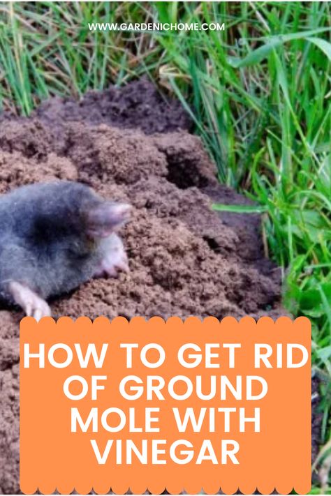 Mole Removal Yard, Moles In Yard, Mole Repellent, Lawn Pests, Mole Removal, Vegetable Garden Diy, Skin Tags, Victory Garden, Garden Pest Control