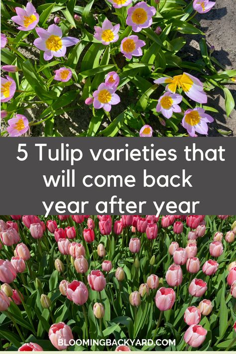 Can you naturalize tulips? Yes, tulips will bloom again next year if they belong to one of these groups. Planting Tulip Bulbs, Botanical Tulip, Plants In Baskets, Planting Tulips, Parrot Tulips, Tulip Bulbs, Easter Parade, I Would Rather, Replant