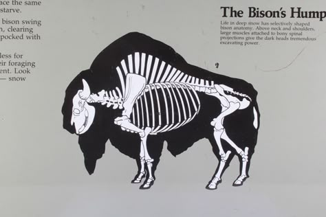 Animal Skeletons, Biology Art, Infographic Map, Cardboard Sculpture, Muscle Anatomy, American Bison, Animal Study, Anatomy Drawing, Wild Nature